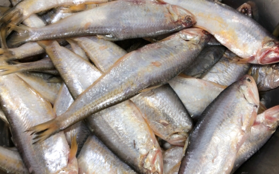 黃鯽魚油扣 連云港贛榆漁港的鮮活風物詩