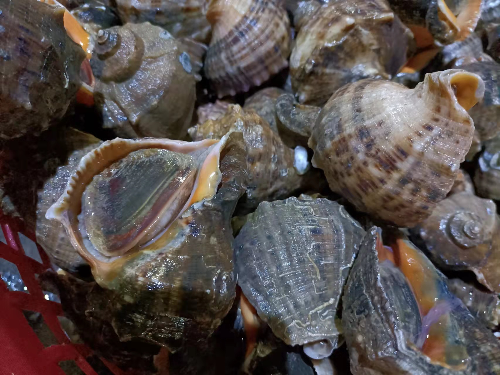 海味盛宴 當鮑魚、青口貝與蟶子在舌尖共舞