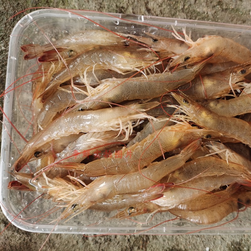 深海鮮味，一觸即發(fā)——【爭(zhēng)鮮海鮮】野生墨蝦品鑒指南
