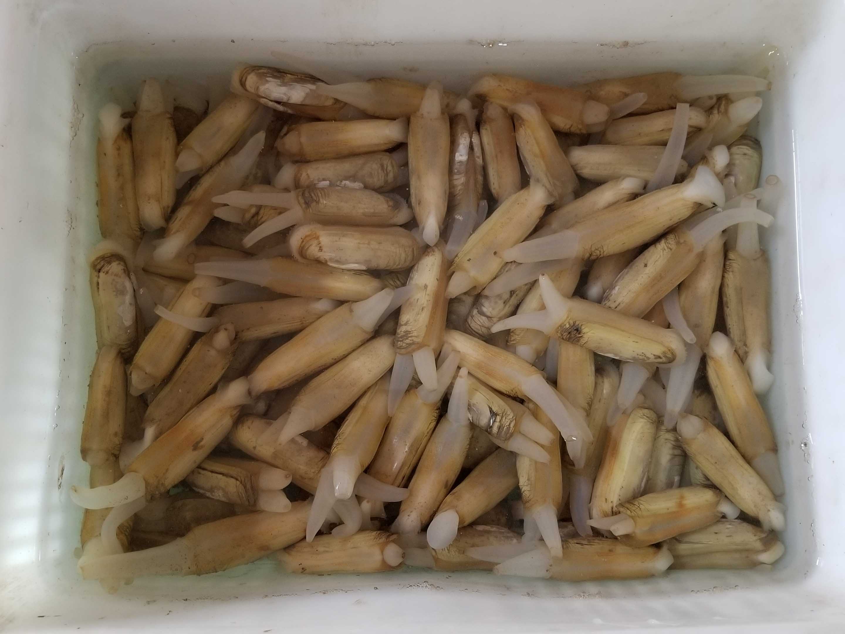 鮮活蟶子 從海涂到餐桌的斤兩之美