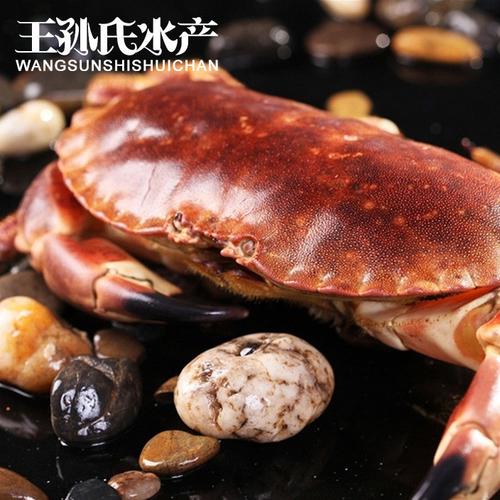 鮮活面包蟹 野生進(jìn)口英國(guó)面包蟹 鮮活海產(chǎn)品批發(fā) 酒店食材圖片