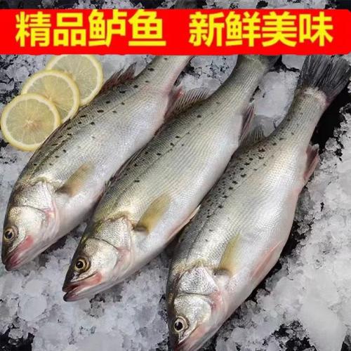 新鮮海鱸魚(yú)特大鱸魚(yú)海捕七星鱸魚(yú)斑魚(yú)深海魚(yú)冷凍鮮活海鮮水產(chǎn)